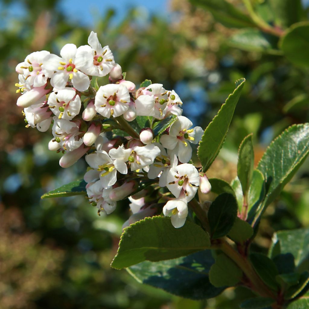 Escallonia Iveyi