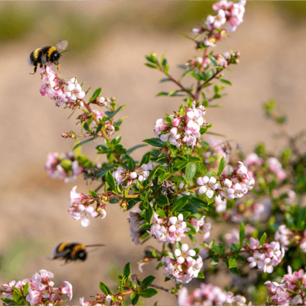 Escallonia Pinky Carpet