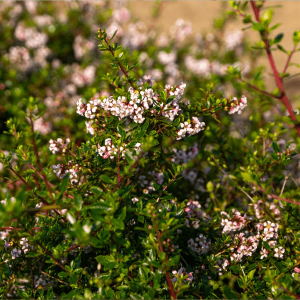 Escallonia Pinky Carpet