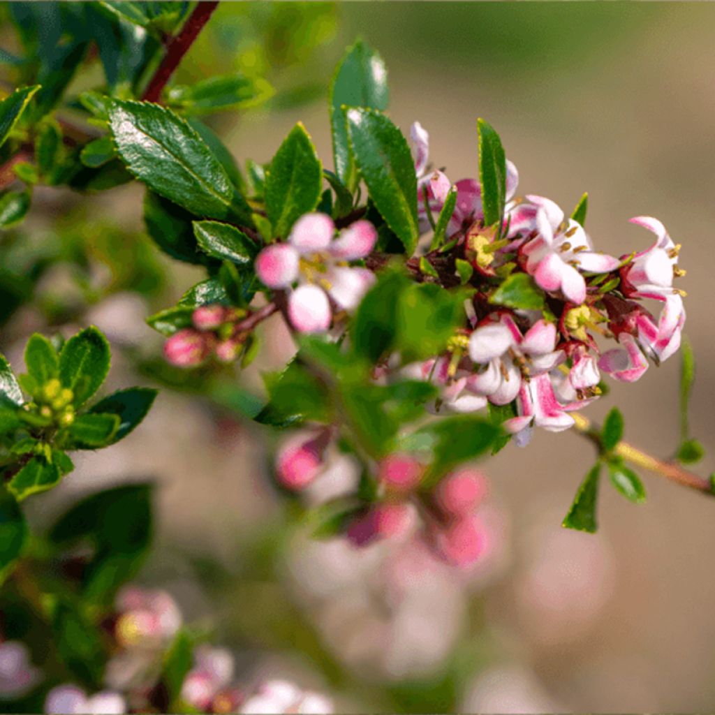 Escallonia Pinky Carpet