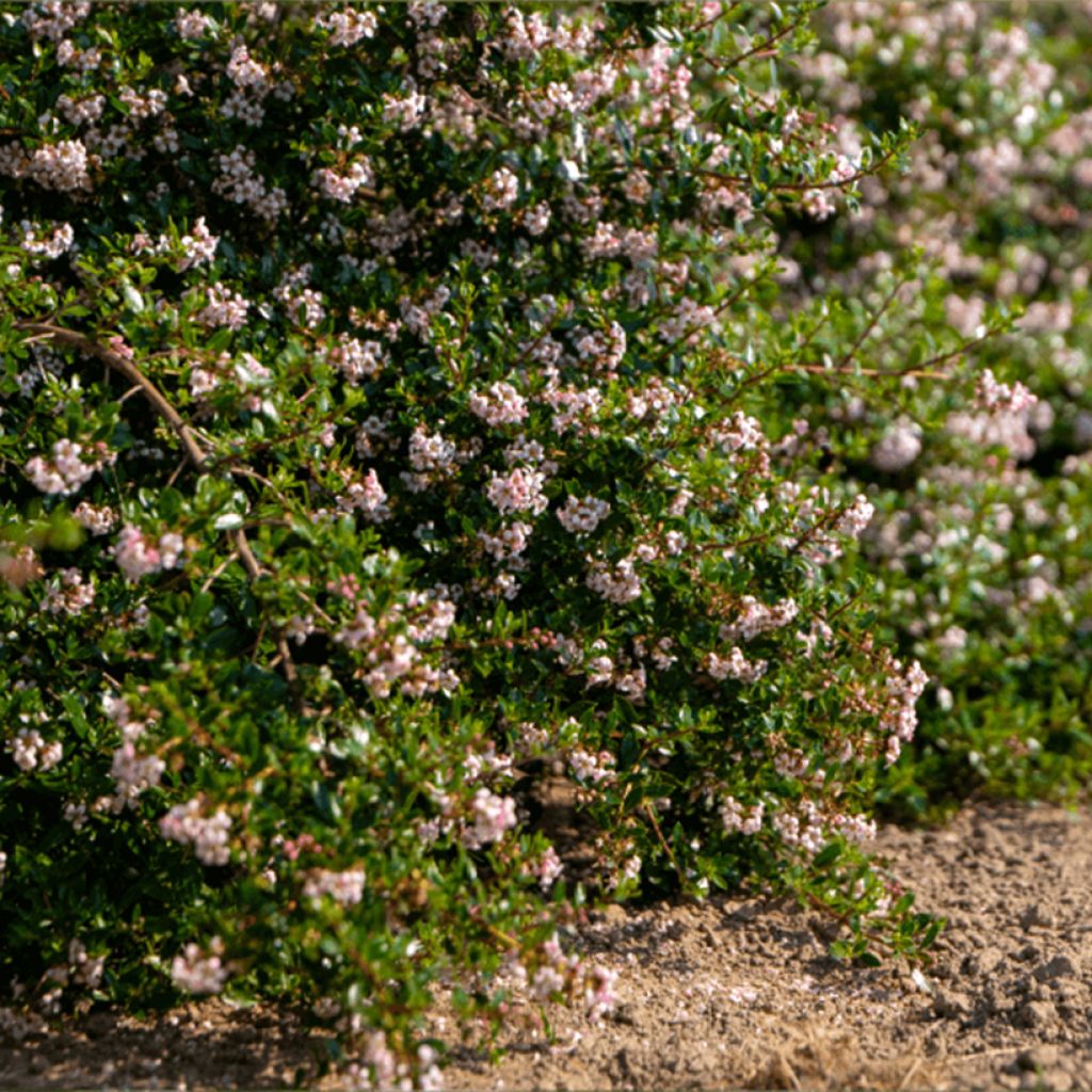 Escallonia Pinky Carpet