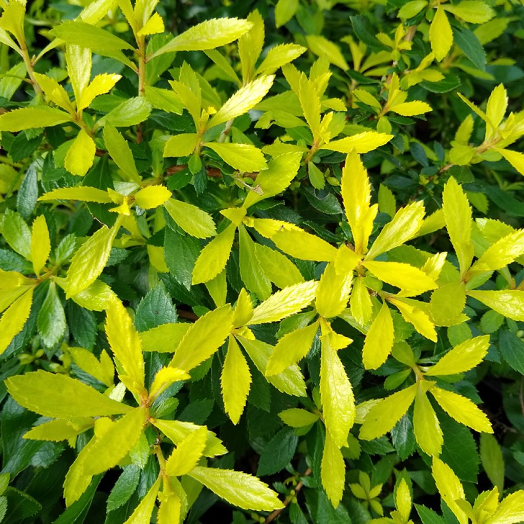 Escallonia hybride Golden Carpet