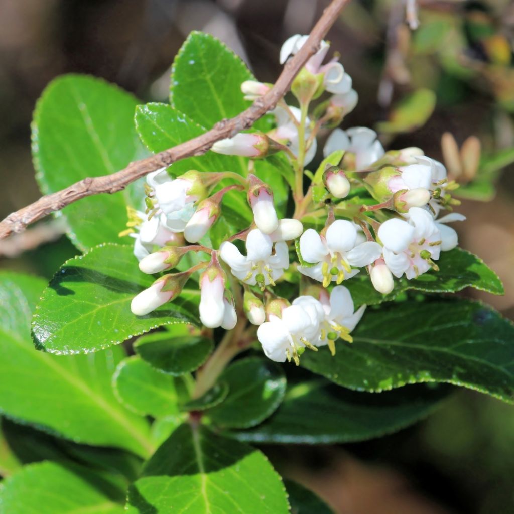Escallonia Iveyi