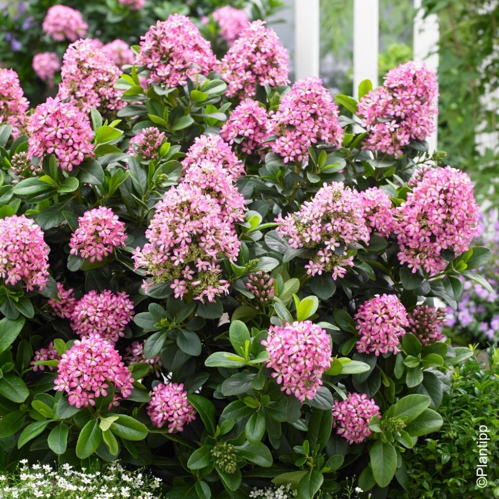 Escallonia Pink Elle