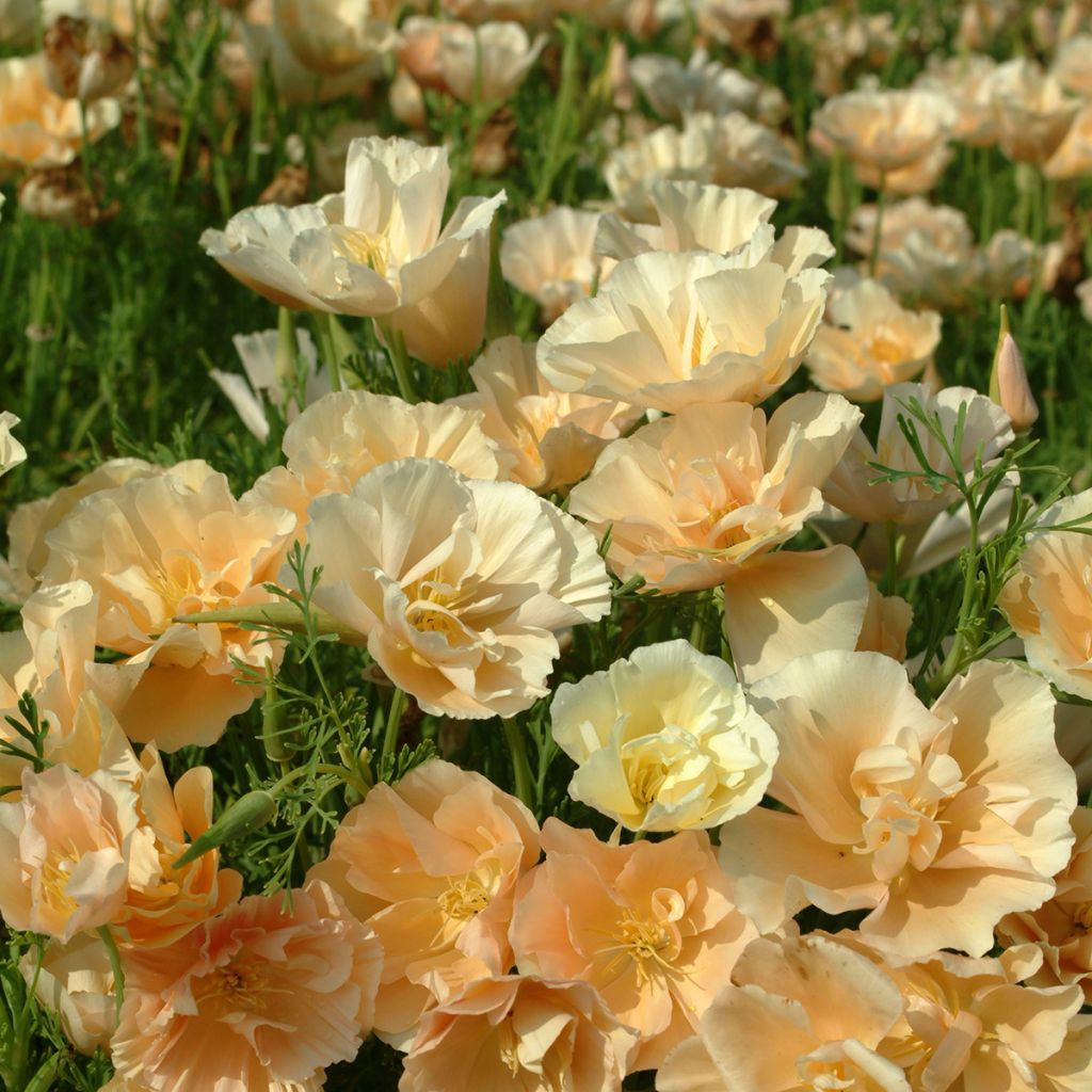 Graines de Pavot de Californie Pink Champagne- Eschscholzia californica 