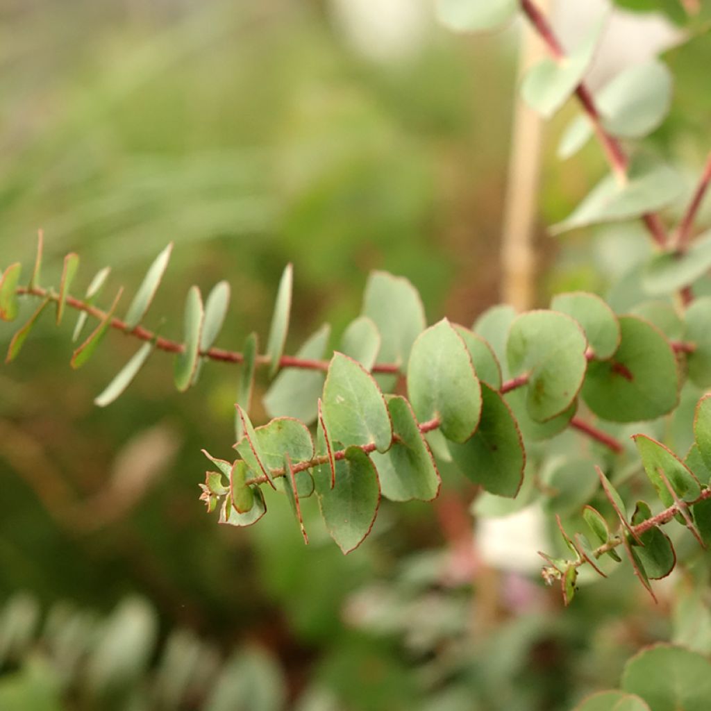 Eucalyptus bridgesiana - Gommier de Bridges