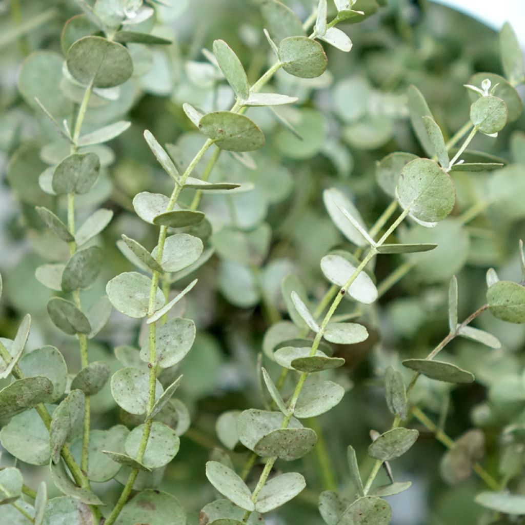 Eucalyptus gunnii Azura - Gommier cidre