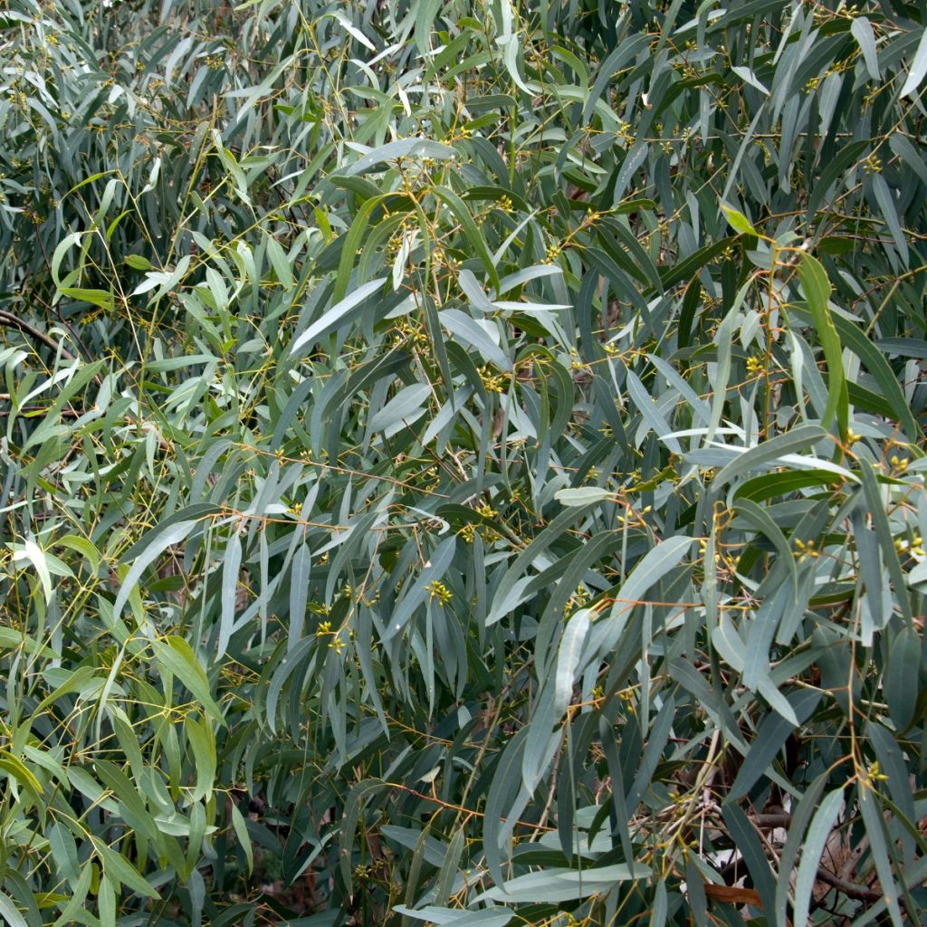 Eucalyptus paliformis - Eucalyptus de Wadbilliga