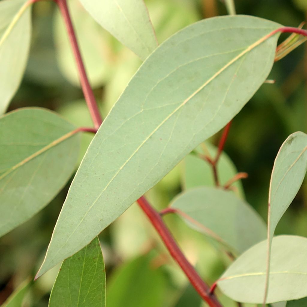 Eucalyptus pauciflora subsp. niphophila Mt Bogong - Gommier des neiges