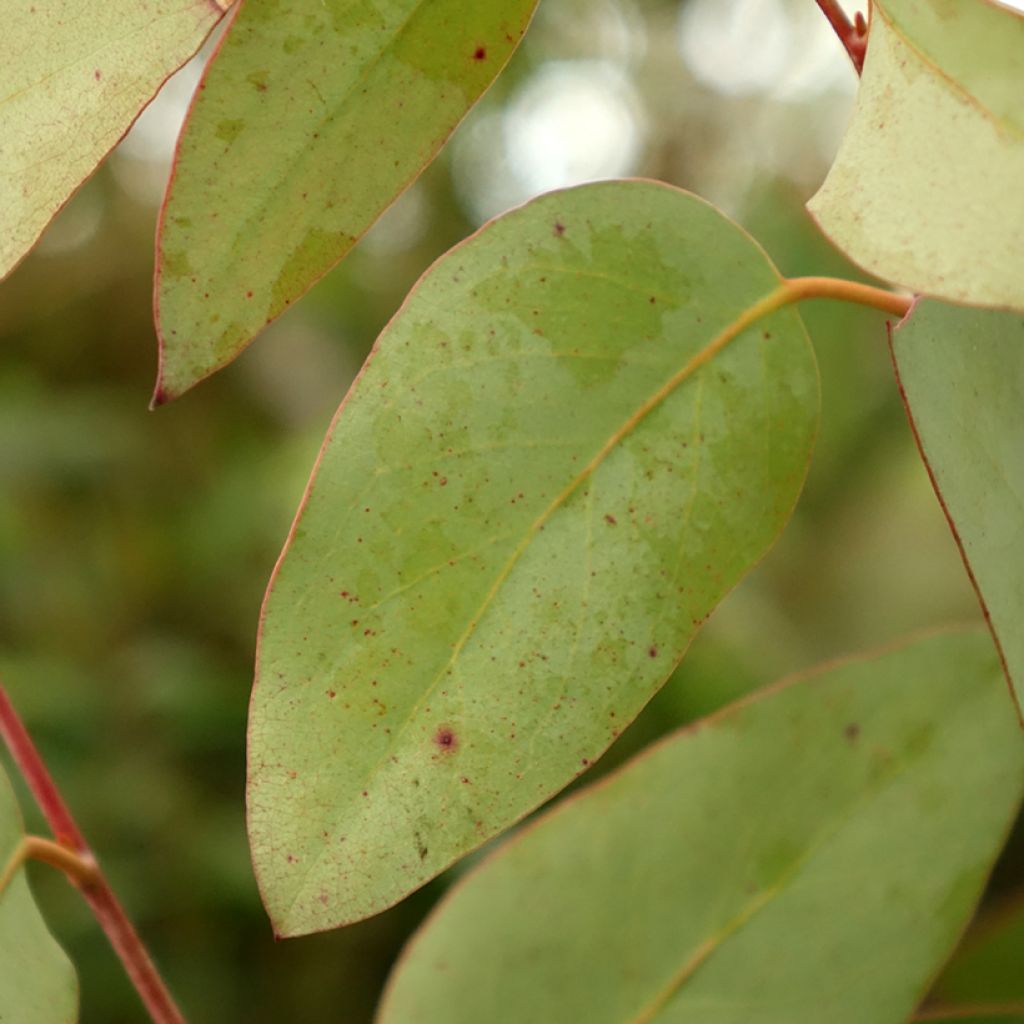 Eucalyptus pauciflora subsp. pauciflora Buffalo - Gommier des neiges
