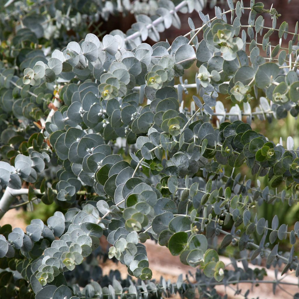 Eucalyptus Baby Blue - Gommier argenté