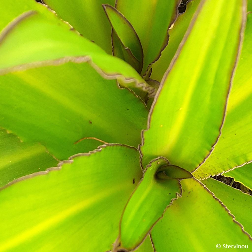 Eucomis comosa Can Can - Fleur ananas