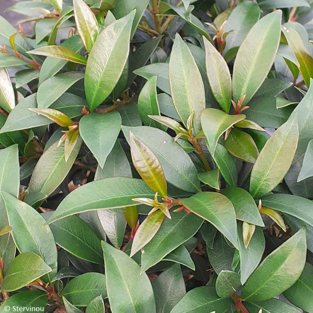 Eugenia myrtifolia Compacta - Myrte d'Australie
