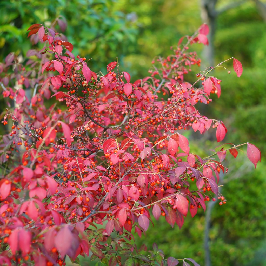 Euonymus alatus - Fusain ailé