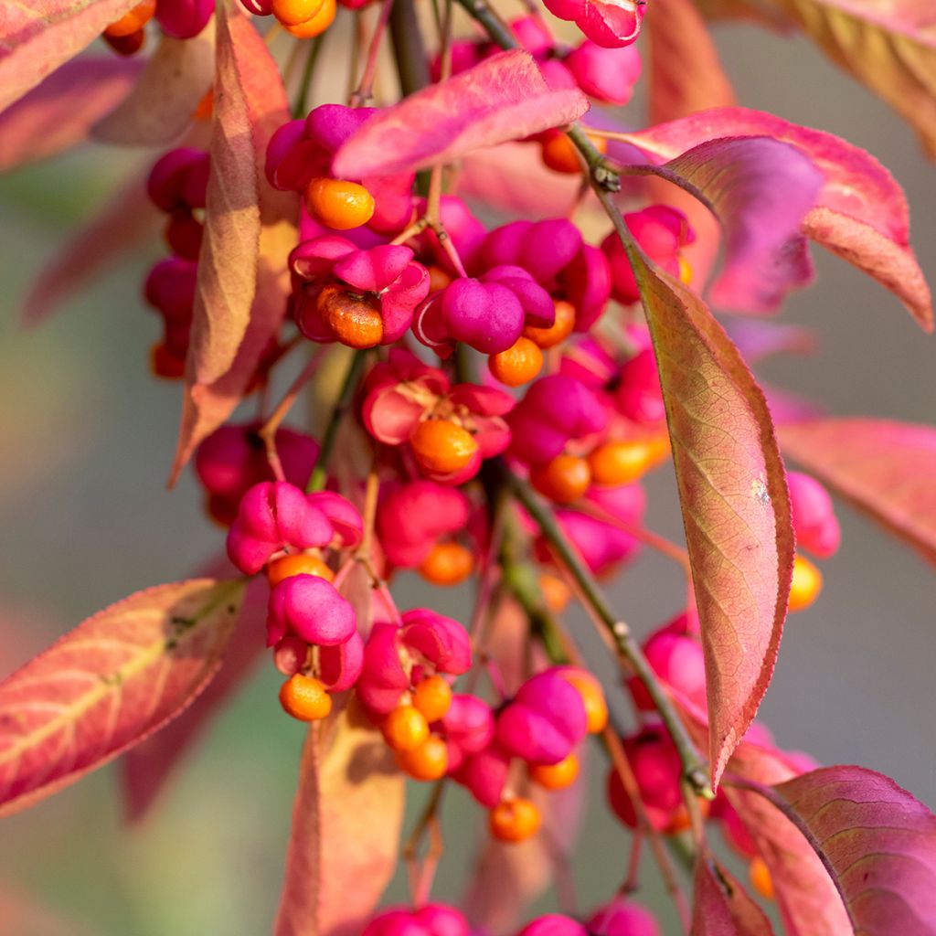 Euonymus europaeus Red Cascade - Fusain d'Europe