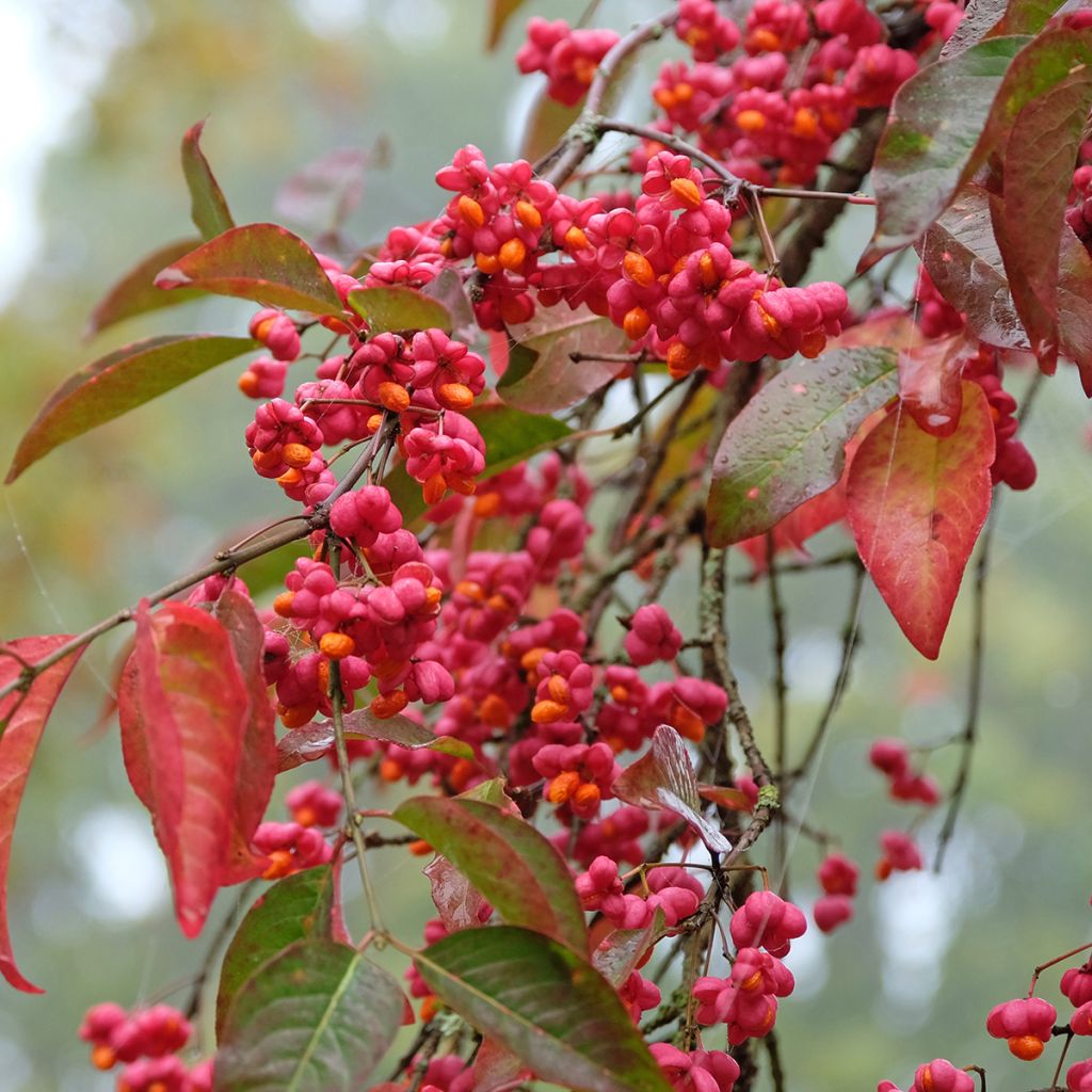 Euonymus europaeus Red Cascade - Fusain d'Europe