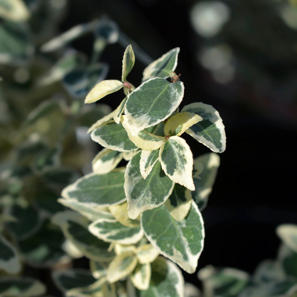 Euonymus fortunei Dan's Delight - Fusain persistant