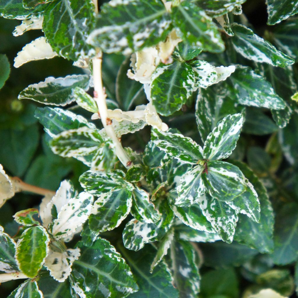 Euonymus fortunei Harlequin - Fusain persistant panaché