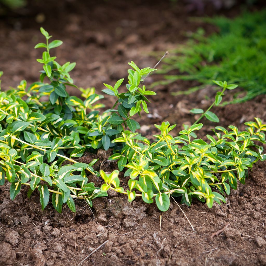Euonymus fortunei  Sunspot - Fusain persistant