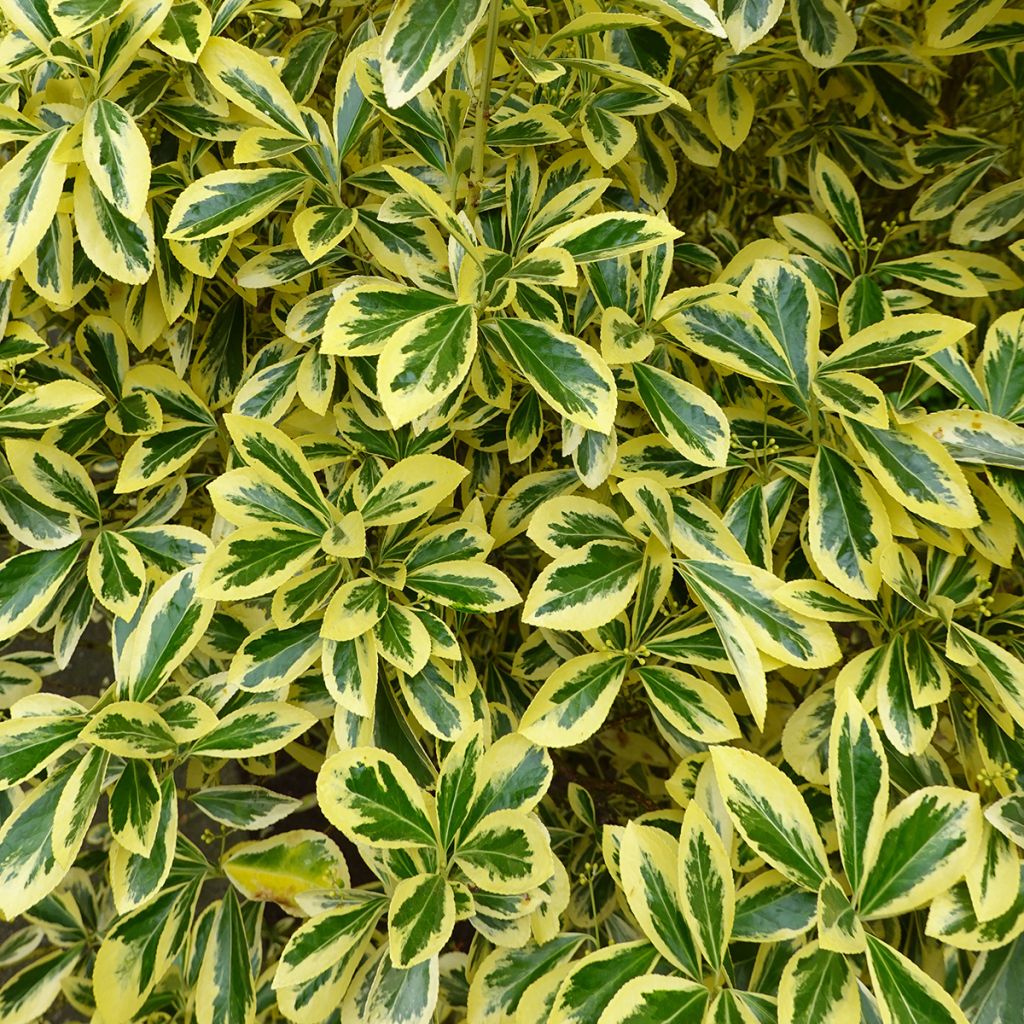 Euonymus japonicus Aureomarginatus - Fusain du Japon