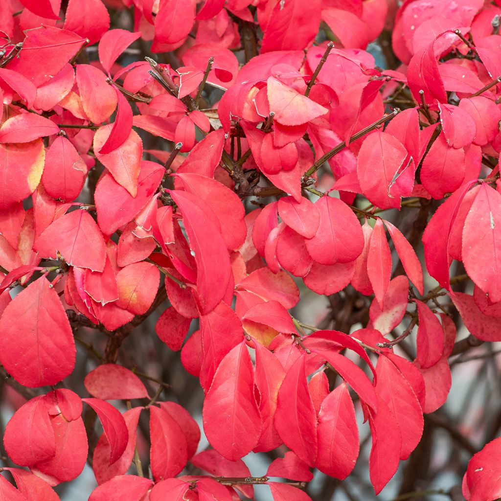 Euonymus alatus Fire Ball - Fusain ailé nain