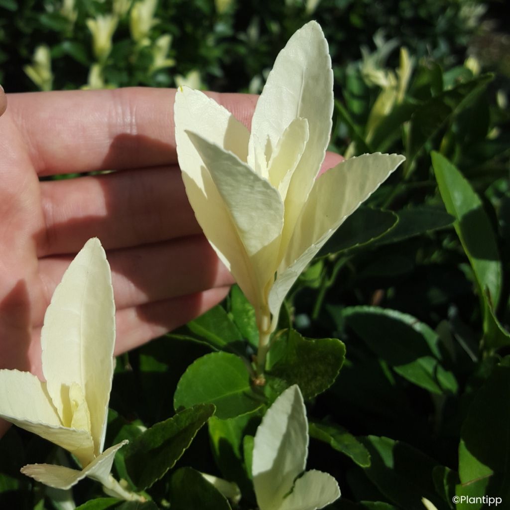 Euonymus japonicus Himalaya - Fusain du Japon