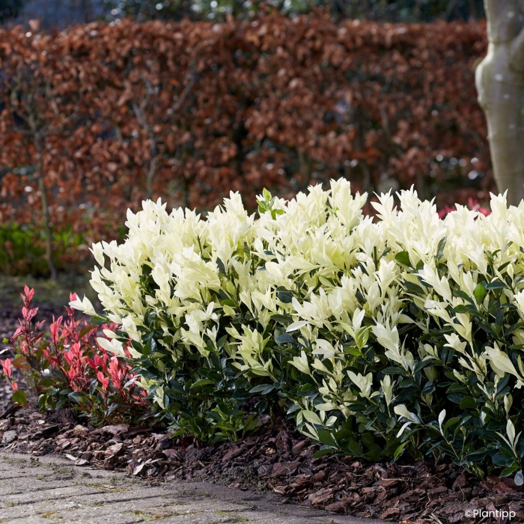 Euonymus japonicus Himalaya - Fusain du Japon