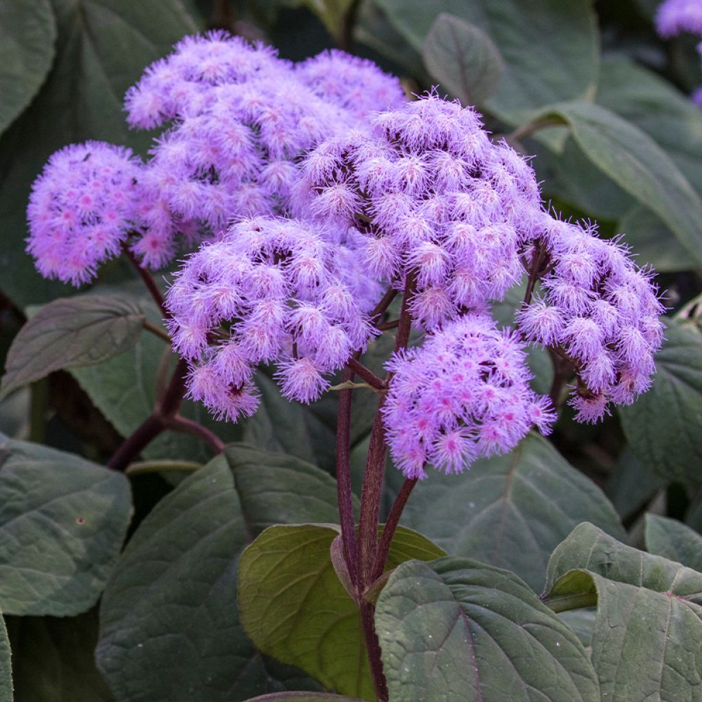 Eupatorium sordidum - Eupatoire