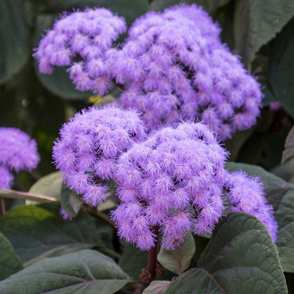 Eupatorium sordidum - Eupatoire