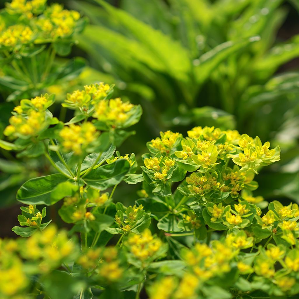 Euphorbia cornigera - Euphorbe