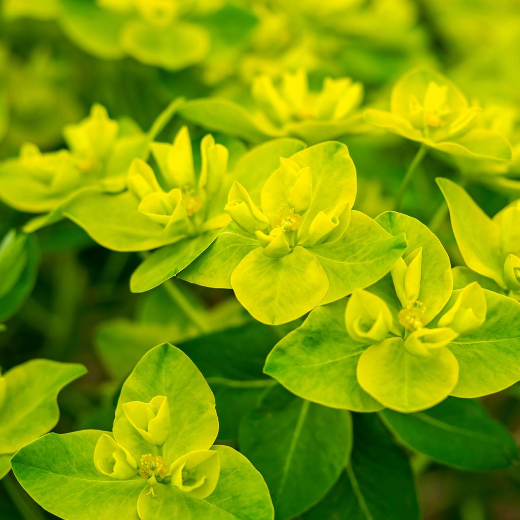 Euphorbia cornigera - Euphorbe
