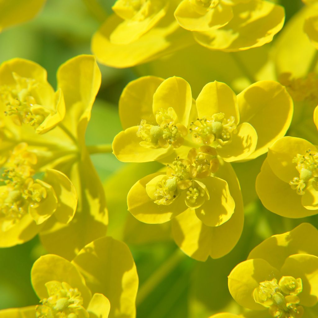 Euphorbia cornigera - Euphorbe