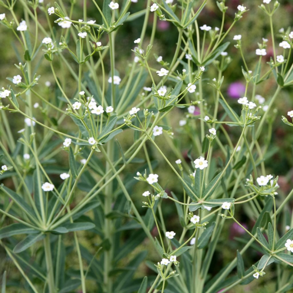Euphorbe - Euphorbia corollata