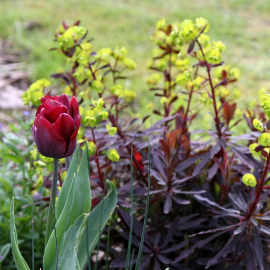 Euphorbia amygdaloides purpurea - Euphorbe des bois pourpre