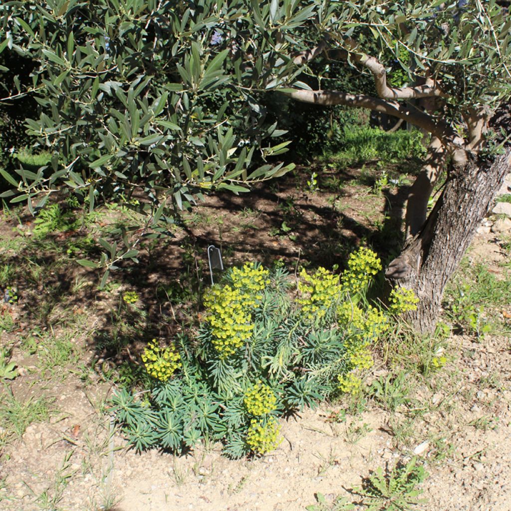 Euphorbia characias - Euphorbe arbustive