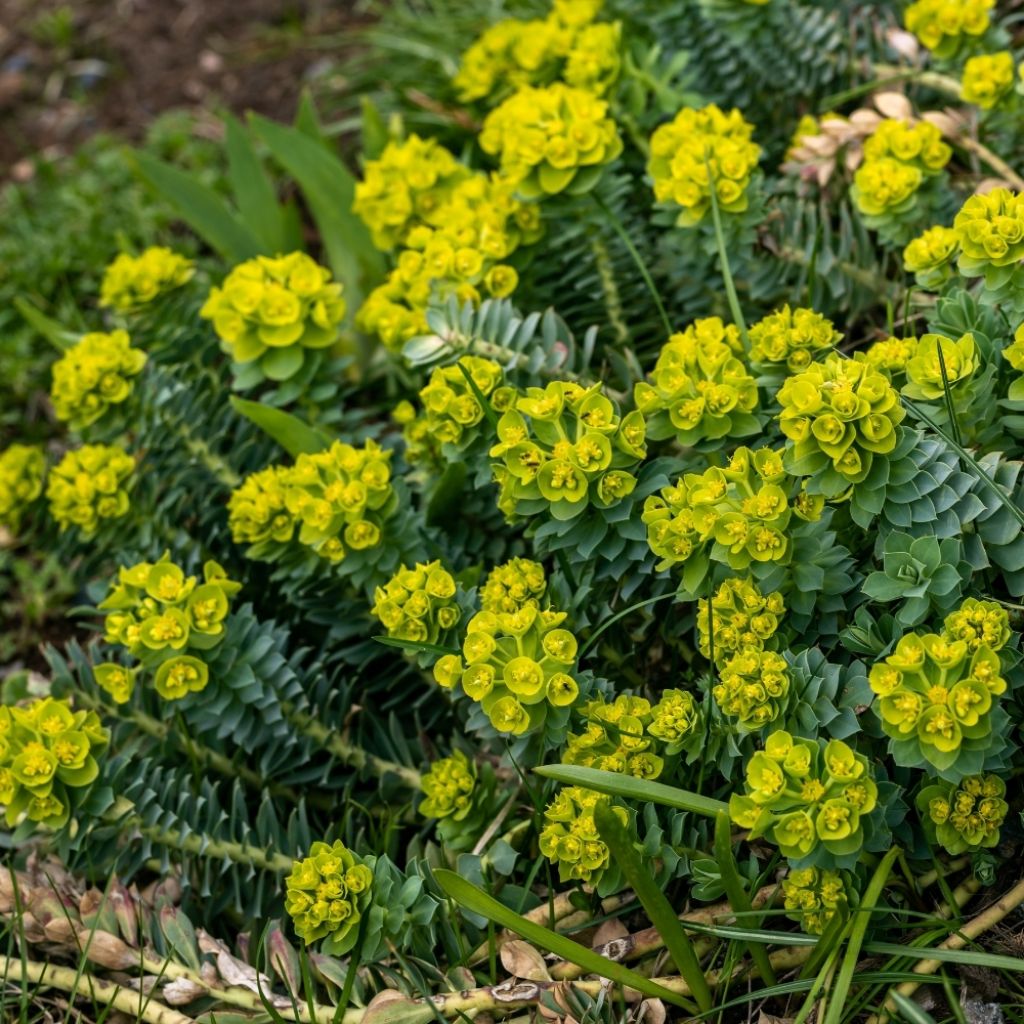 Euphorbia myrsinites - Euphorbe de Corse