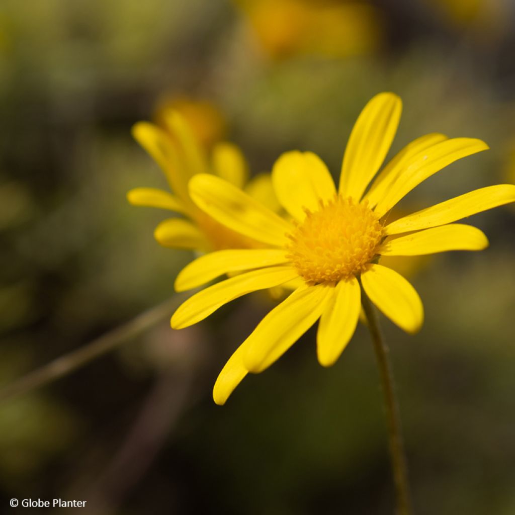 Euryops Infinity - Marguerite des savanes