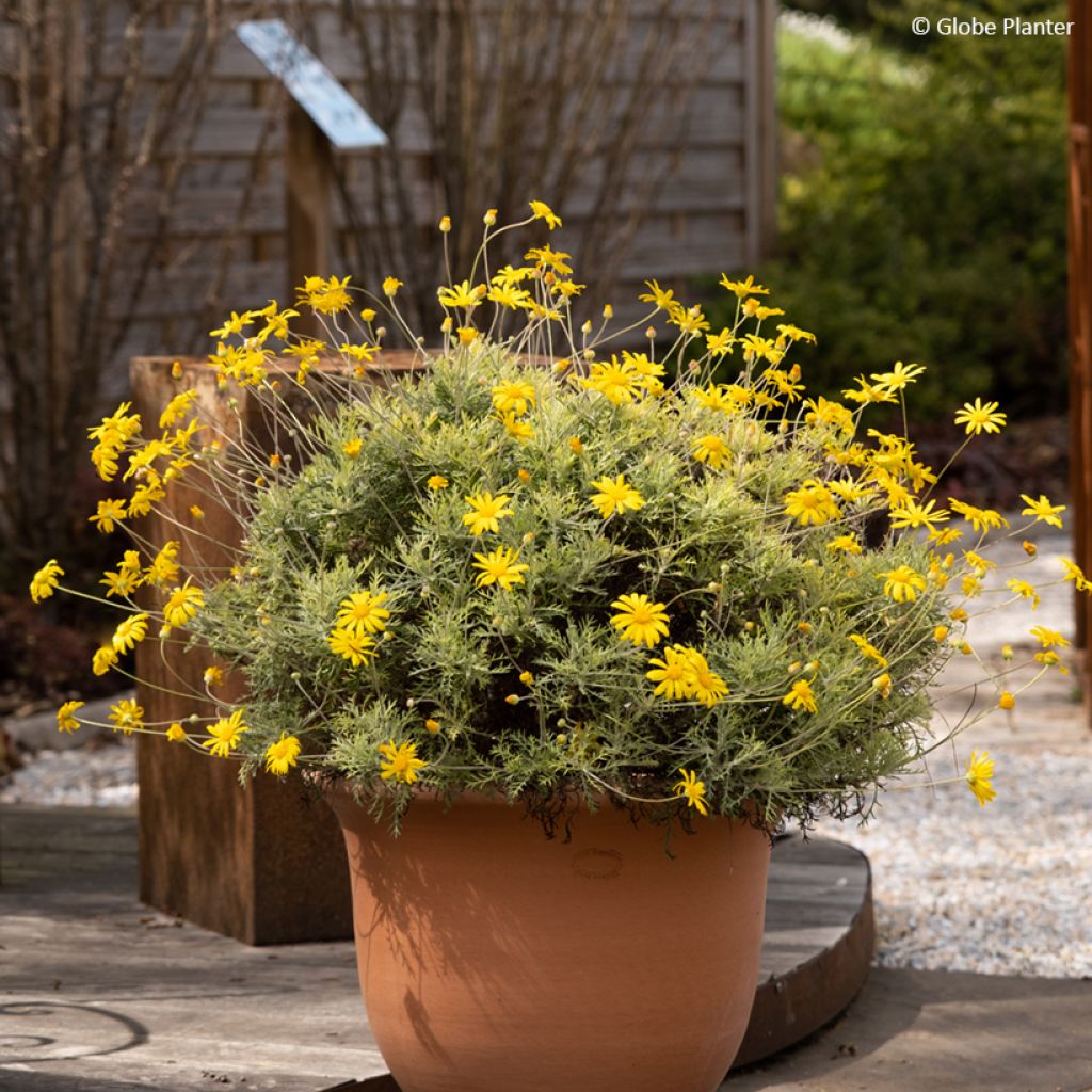 Euryops Infinity - Marguerite des savanes