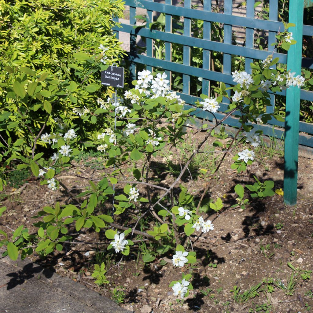 Exochorda racemosa Magical Springtime