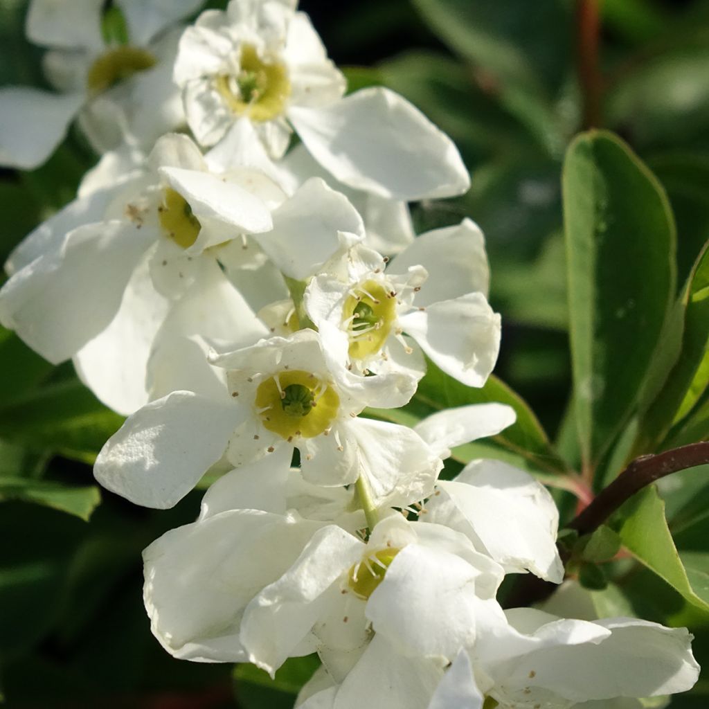 Exochorda x macrantha The Bride