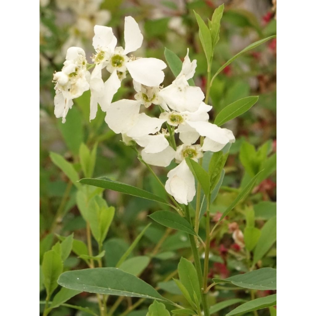 Exochorda racemosa Niagara