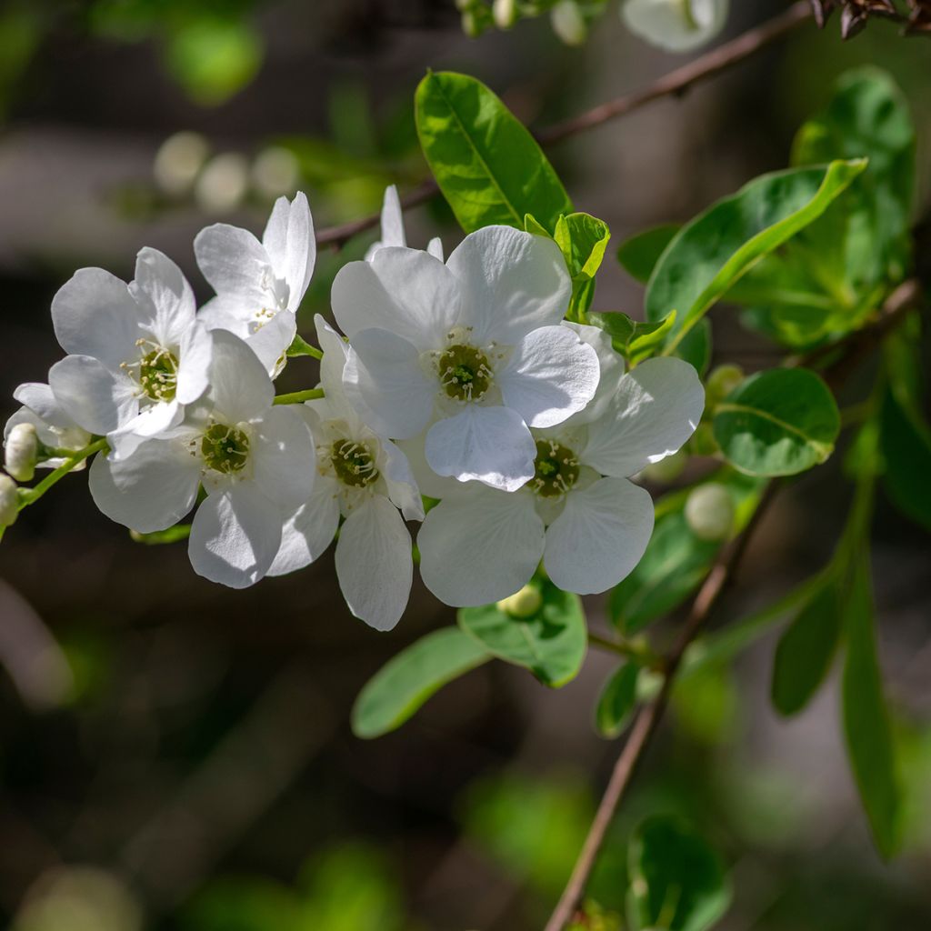 Exochorda racemosa Snow Mountain - Arbuste aux perles