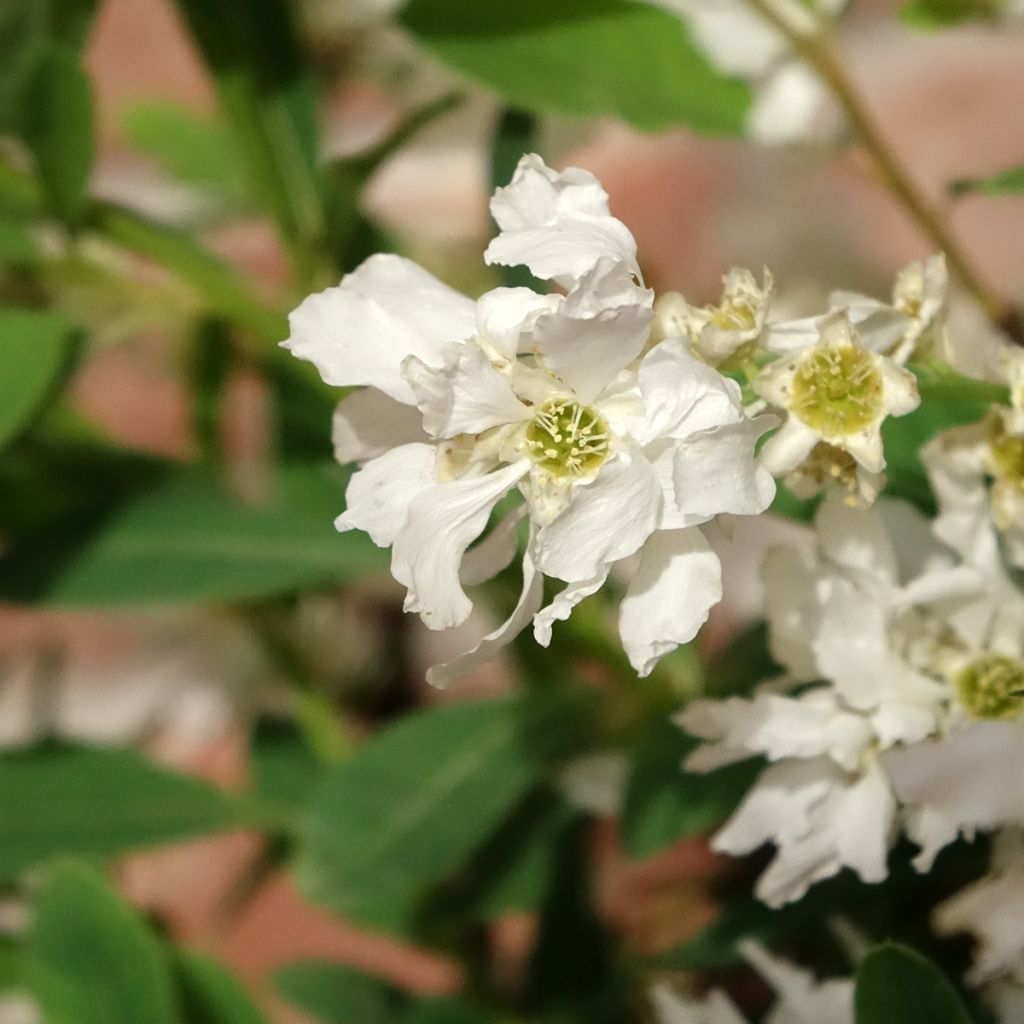 Exochorda x macrantha The Bride