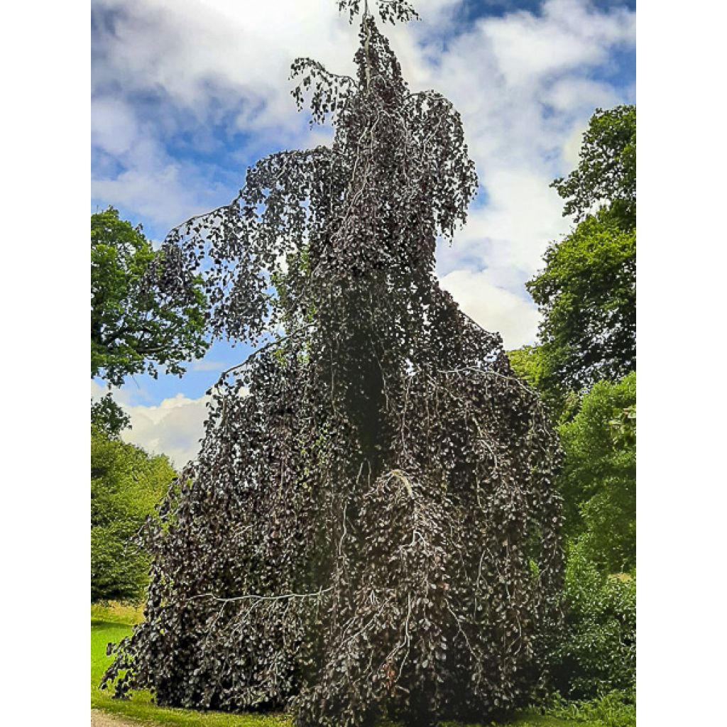 Fagus sylvatica Black Swan - Hêtre pourpre pleureur