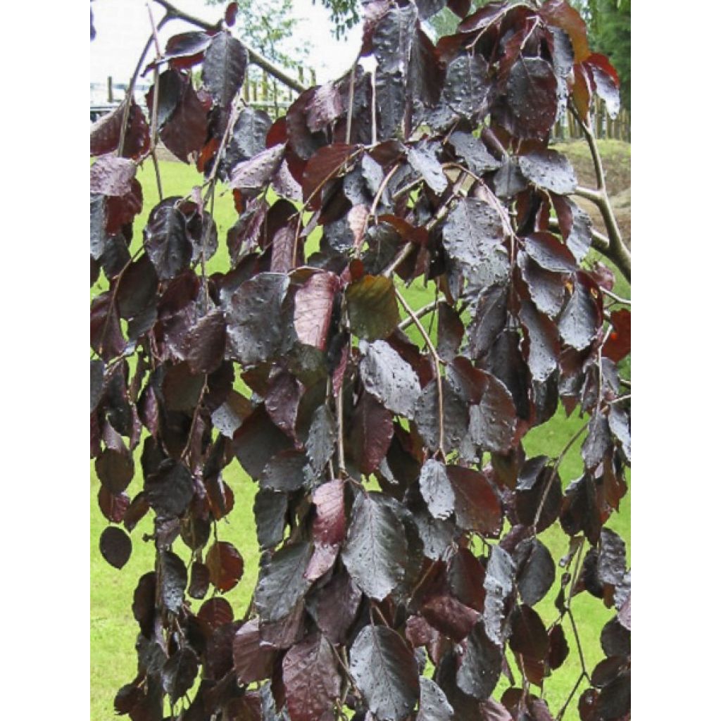 Fagus sylvatica Black Swan - Hêtre pourpre pleureur