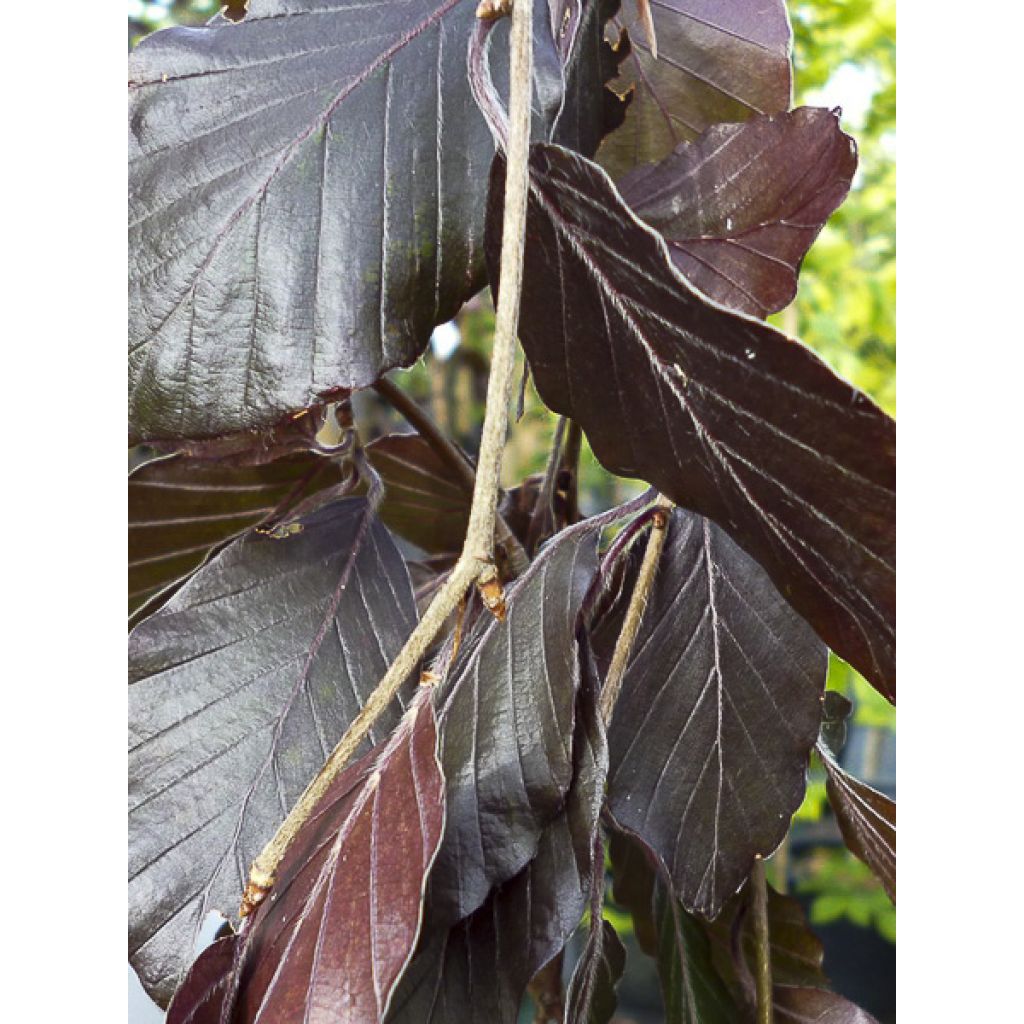 Fagus sylvatica Black Swan - Hêtre pourpre pleureur