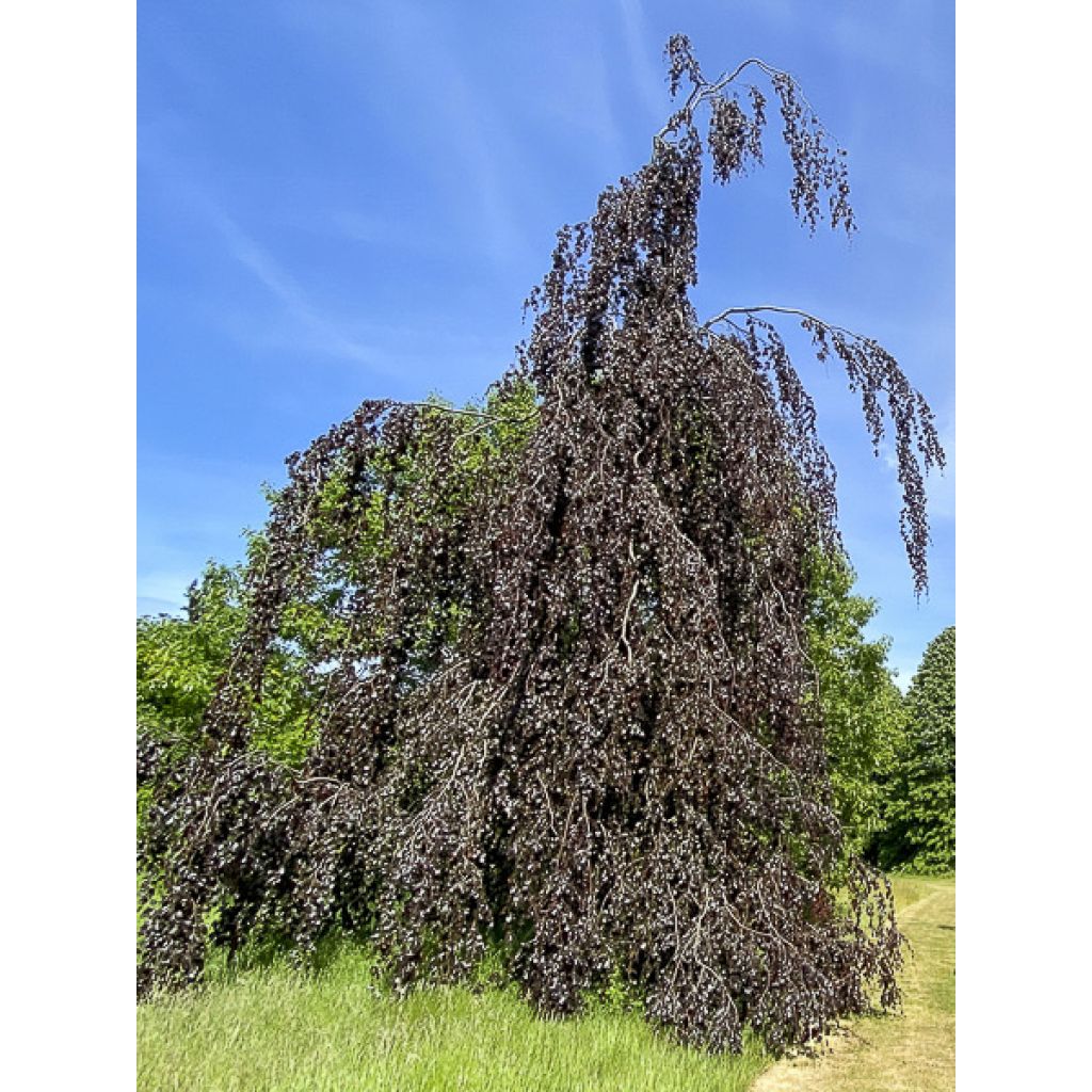 Fagus sylvatica Black Swan - Hêtre pourpre pleureur