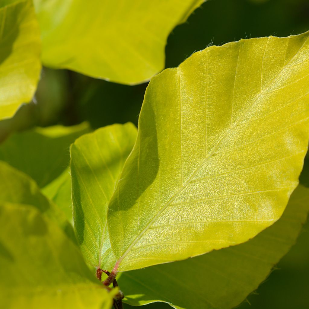 Fagus sylvatica Dawyck Gold - Hêtre fastigié doré