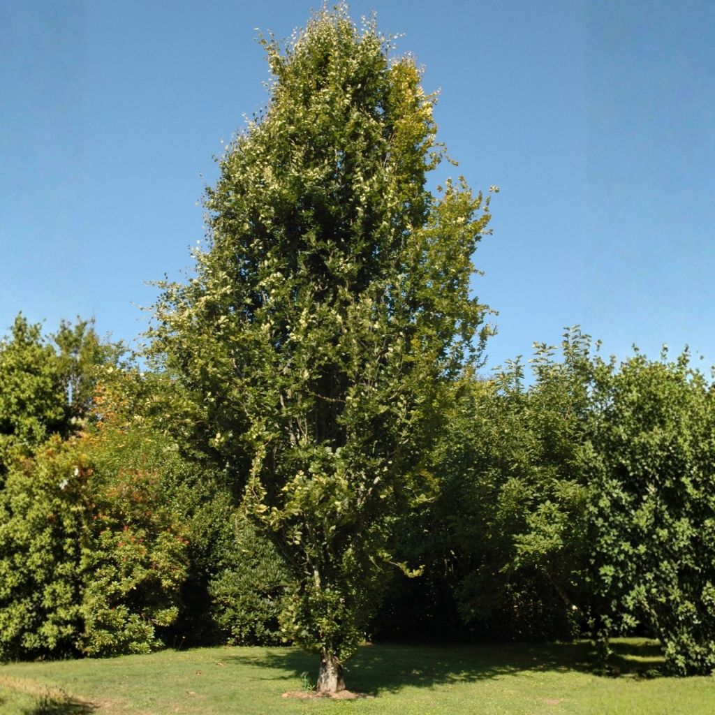 Fagus sylvatica Dawyck - Hêtre fastigié