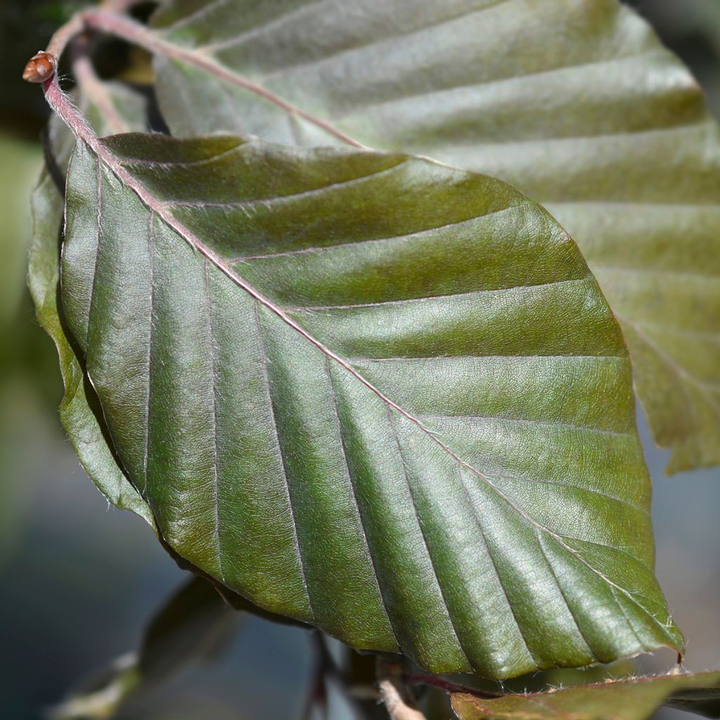 Fagus sylvatica Dawyck - Hêtre fastigié